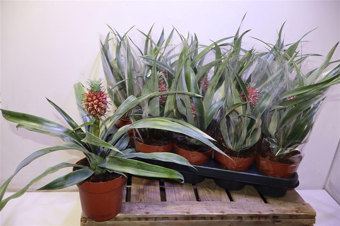 <h4>arr8 Ananas Rosita</h4>