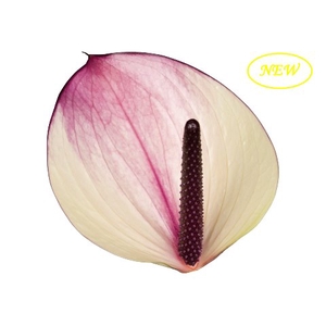 Anthurium Maxima Violeta