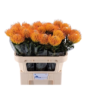 Leucospermum Ayoba Sun