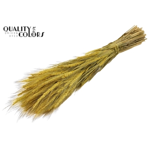 Triticale per bunch Yellow