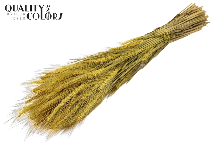 <h4>Triticale per bunch Yellow</h4>