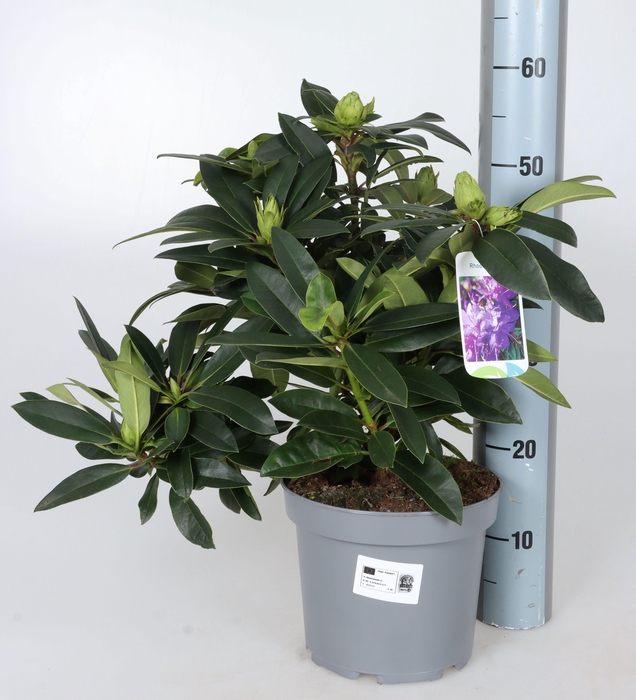 <h4>RHOD XXL LILA FLAME</h4>