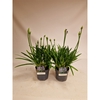 Agapanthus 'Charlotte'