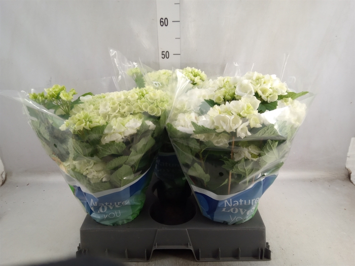 <h4>Hydrangea mac. 'Wudu'</h4>