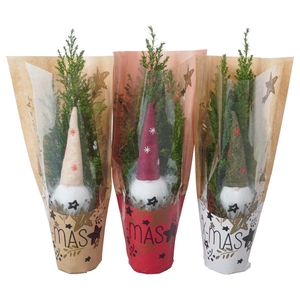 PTK25107 Ellwoodii met kersthoes en decoratie