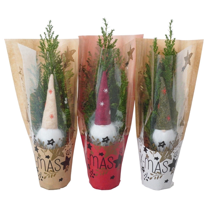 <h4>PTK25107 Ellwoodii met kersthoes en decoratie</h4>