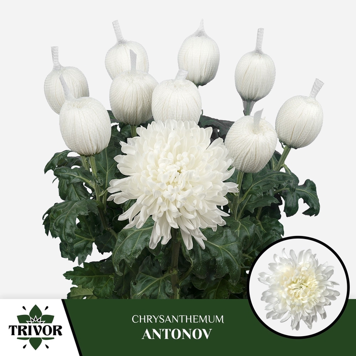 <h4>Chrysanten Chr G Antonov</h4>