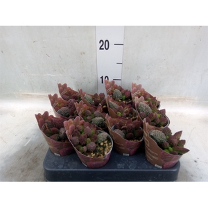 Adromischus cooperii