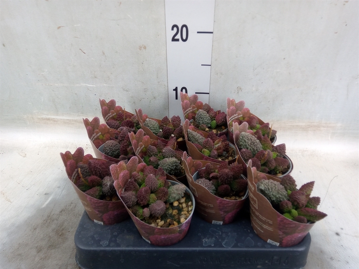 <h4>Adromischus cooperii</h4>
