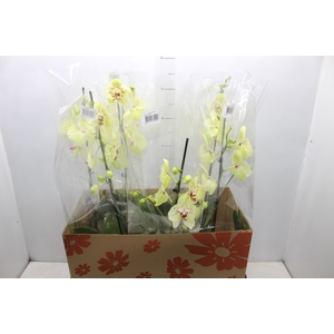 PHAL. PERFILHADO P15 AMARELO PERFILHADA