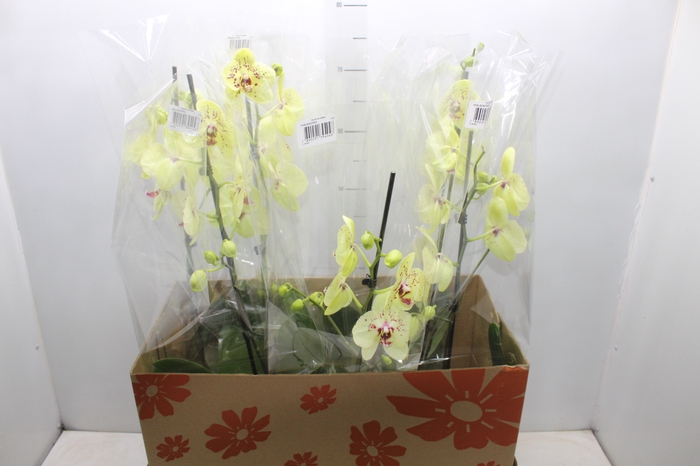 <h4>PHAL. PERFILHADO P15 AMARELO PERFILHADA</h4>