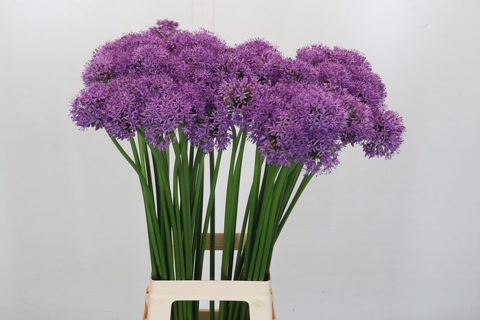 <h4>Allium Gladiator</h4>