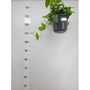 Monstera siltepecana