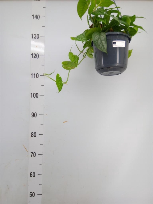 <h4>Monstera siltepecana</h4>