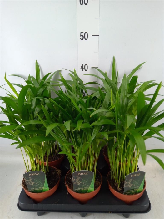 <h4>Dypsis lutescens   ...Chrysalidoca</h4>