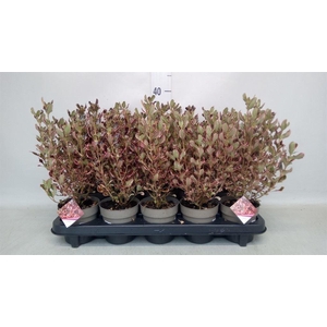 Coprosma repens