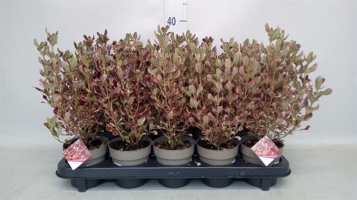 <h4>Coprosma repens</h4>