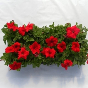 Petunia, diverse kleuren per kar