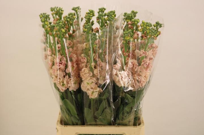 <h4>MATTH IRON APRICOT</h4>