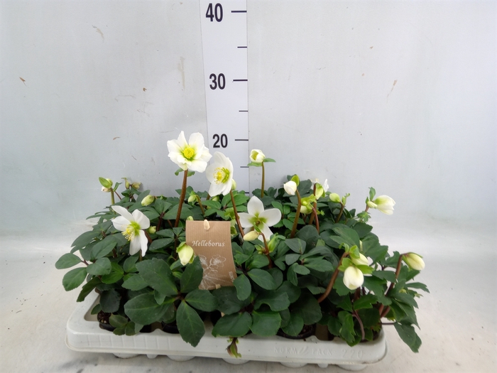 <h4>Helleborus niger 'Christmas Carol'</h4>