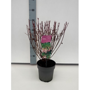 Enkianthus campanulatus