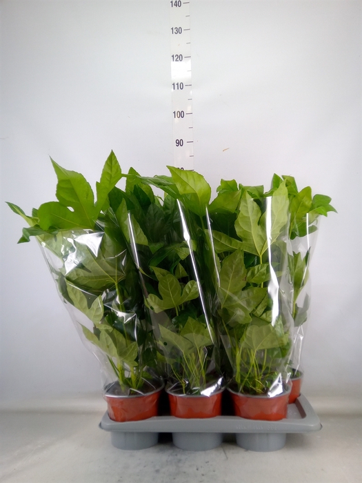 <h4>Fatsia japonica   ...</h4>