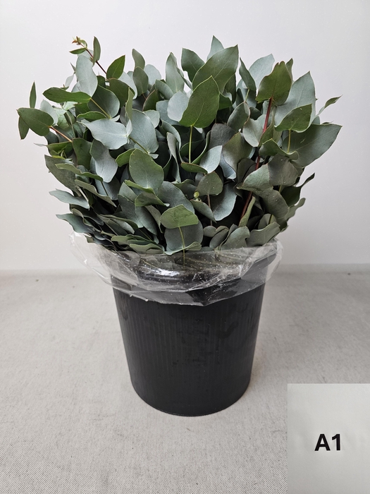 <h4>EUC CINEREA PB</h4>