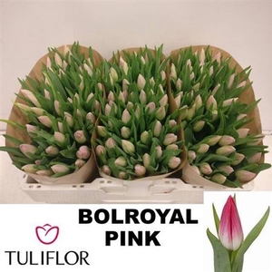 Tu En Bolroyal Pink