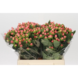 Hypericum Sweet Romance