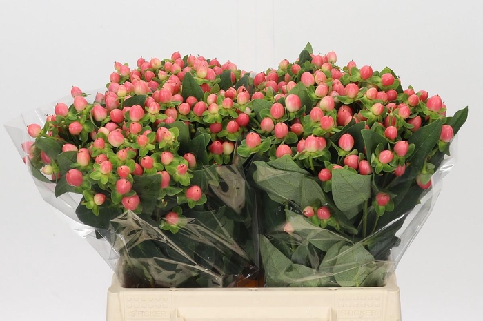 <h4>Hypericum Sweet Romance</h4>