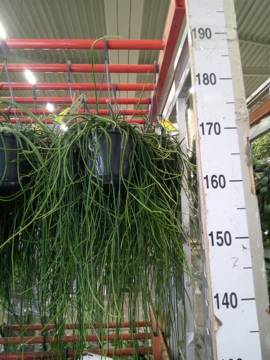 <h4>Rhipsalis floccosa</h4>