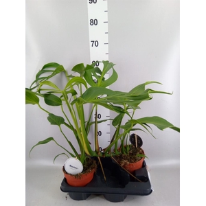 Monstera   ...