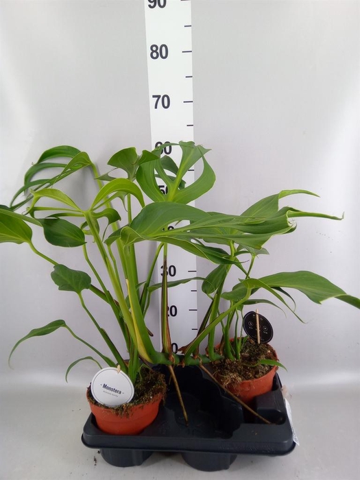 <h4>Monstera   ...</h4>