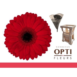 Gerbera Beauty