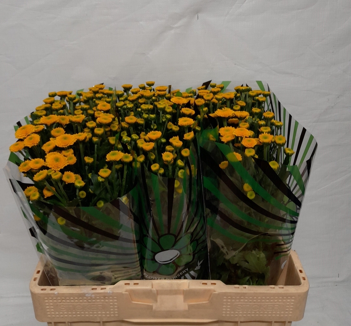 <h4>Chr S Aaa Aurinko</h4>