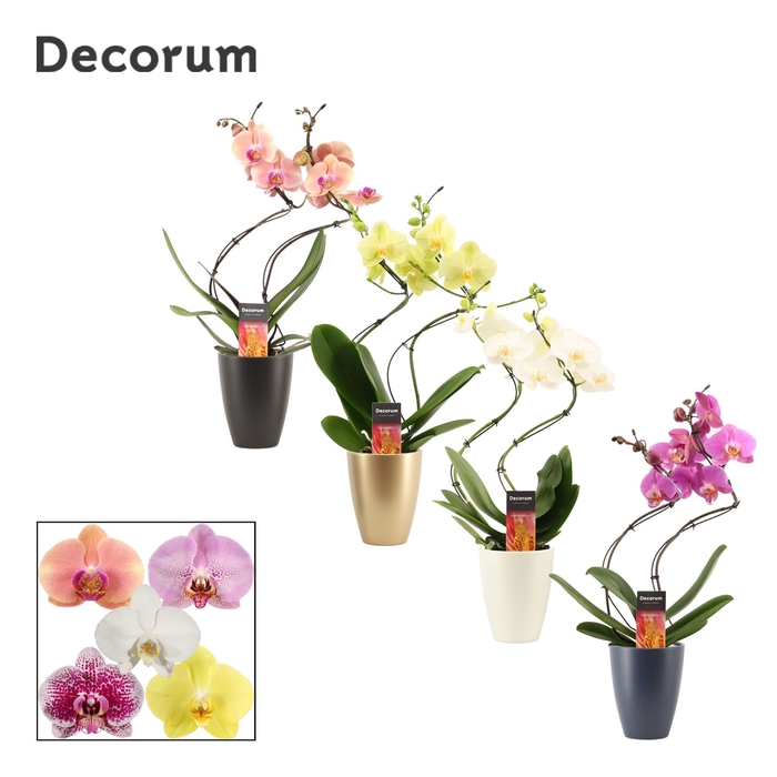 <h4>Phalaenopsis hurricane mix in Carly (Neo Architect-collection)</h4>