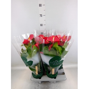 Anthurium andr. 'Nevada'