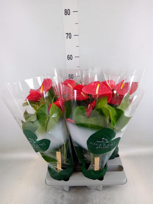 <h4>Anthurium andr. 'Nevada'</h4>