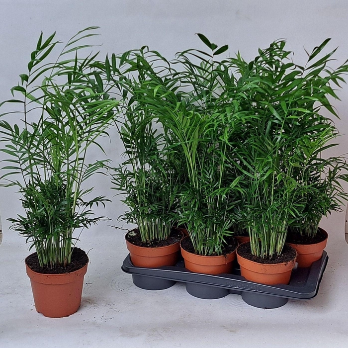 <h4>CHAMAED ELEGANS</h4>