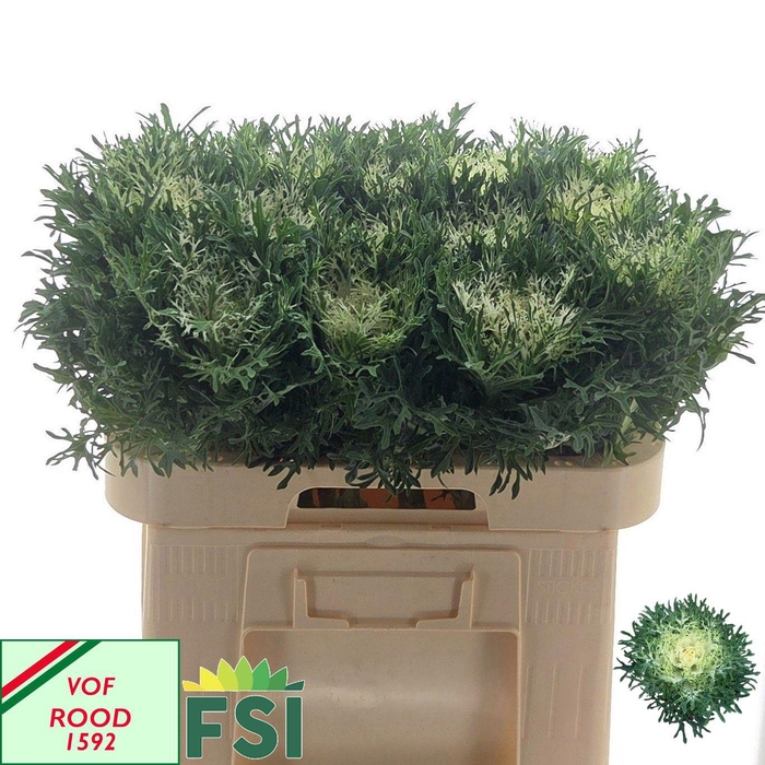 <h4>BRASS CRANE FEA SNOW</h4>