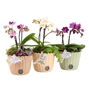 21919: Contradiction arrangement