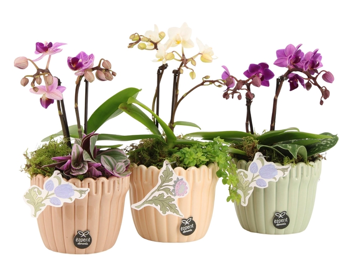 <h4>21919: Contradiction arrangement</h4>