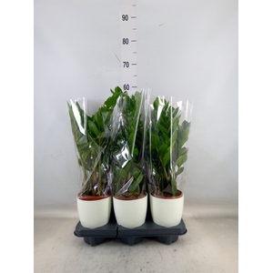 Zamioculcas zamiifolia