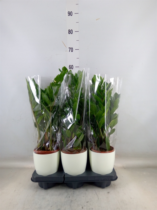 <h4>Zamioculcas zamiifolia</h4>