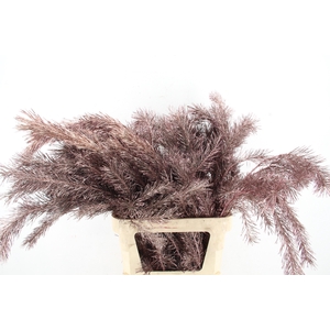 Pinus Alaska per stem 100cm Champagne