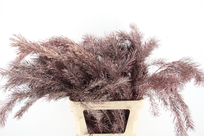 <h4>Pinus Alaska per stem 100cm Champagne</h4>