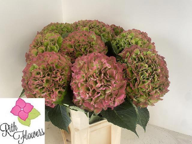 <h4>HYDR M CH VERENA CL</h4>