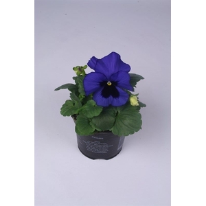 Viola wr. 'Delta Blue wBlotch'