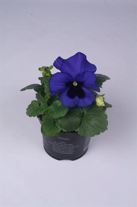 <h4>Viola wr. 'Delta Blue wBlotch'</h4>