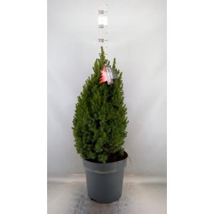 Picea glauca 'Perfecta'